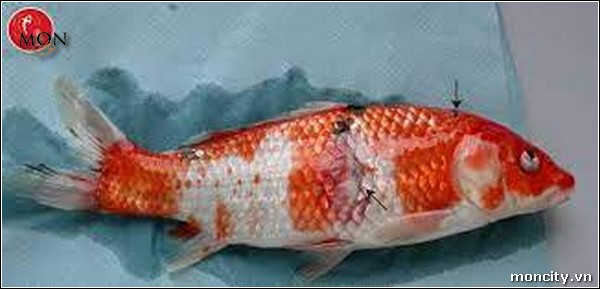Các bệnh thường gặp ở cá chép cảnh