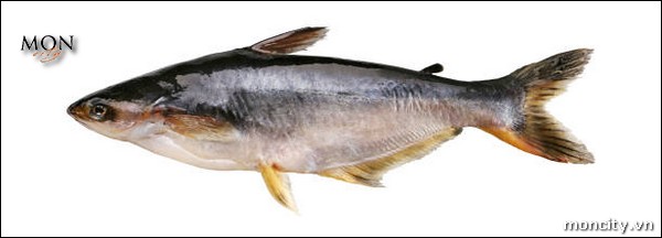 Sutchi catfish