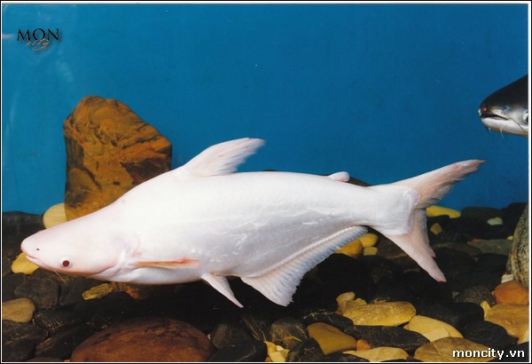 shark Albino