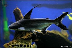 Cá mập cảnh giá bao nhiêu tiền