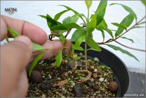 Cách trồng cây Lựu cảnh trong chậu