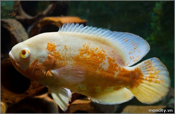 Cá Tai Tượng Albino Bạch Tạng