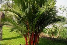 Cây dừa cảnh - Giá cây dừa cảnh mới nhất 2022