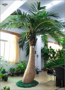 Cây Dừa cảnh trồng trong nhà có tốt không ? 