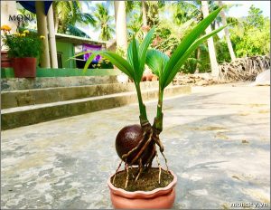 Cây Dừa cảnh bonsai