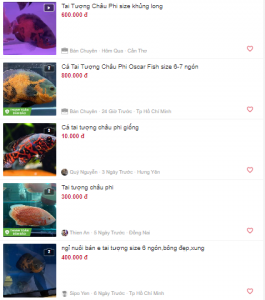 Giá bán cá Tai tượng cảnh