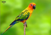 Chim Vẹt - Phân loại và giá mua bán chim vẹt