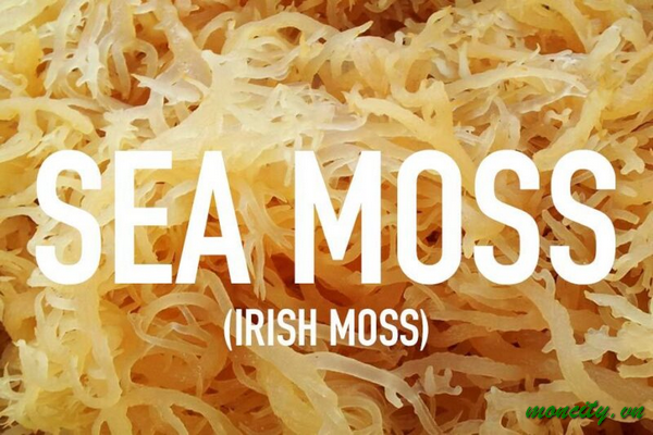Sea Moss Là Gì? 