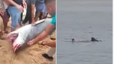 Tiger Shark Attack Egypt Video