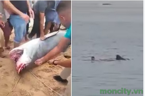 Tiger Shark Attack Egypt Video