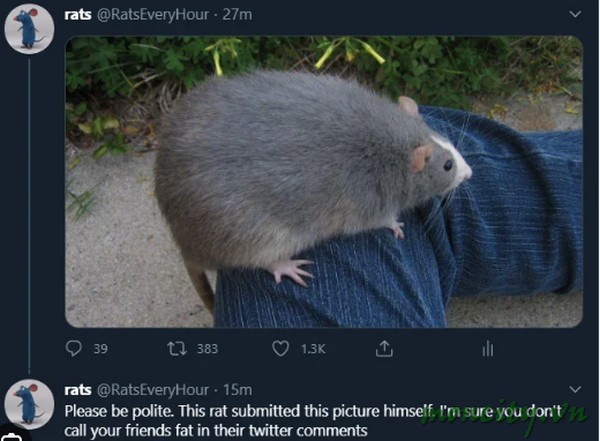 Rat Video Gogogo Twitter Tren Kontroversial