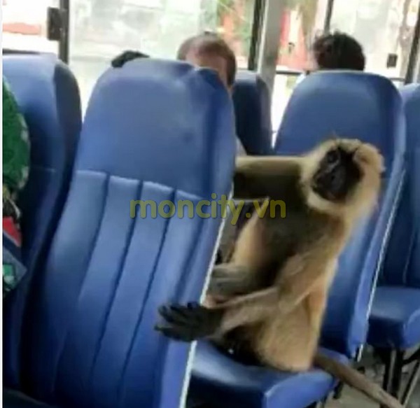 Details of the incident Monkey Murdering Bus After Walking On The Bus
