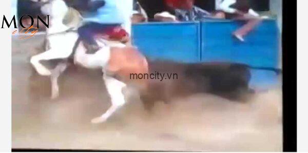 10 Shocking Videos Bull Kill Horse Livegore That Will Leave You Speechless