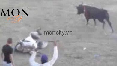 video bull kill horse livegore